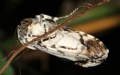 Acontia aurelia