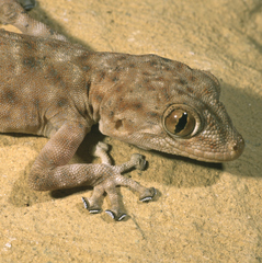 Ptyodactylus oudrii