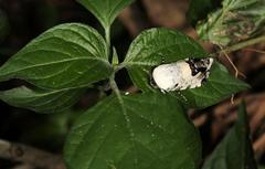 Acontia aurelia