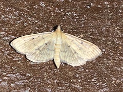 Herpetogramma fluctuosalis