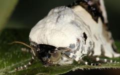 Acontia aurelia