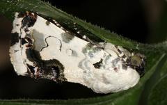 Acontia aurelia
