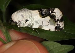 Acontia aurelia