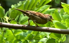 Passer domesticus