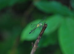 Hylaeothemis apicalis