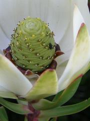 Alatosperma