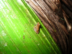 Pristimantis variabilis