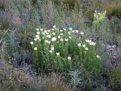 Alatosperma