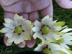 Alatosperma
