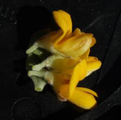 Aspalathus securifolia