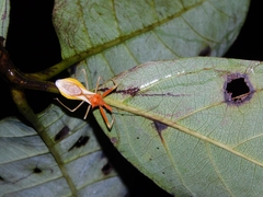 Epidaus bicolor