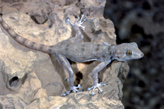 Ptyodactylus