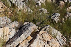 Aspalathus securifolia