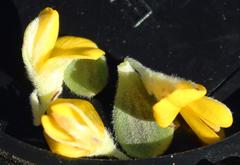 Aspalathus securifolia