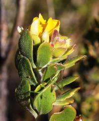 Aspalathus securifolia