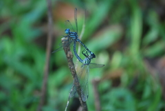 Hylaeothemis apicalis
