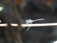 Hylaeothemis apicalis