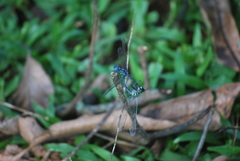 Hylaeothemis apicalis