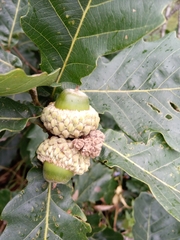 Quercus mongolica