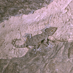 Ptyodactylus