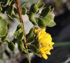 Aspalathus securifolia