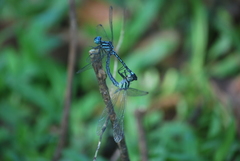 Hylaeothemis apicalis