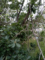 Quercus mongolica