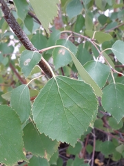 Betula platyphylla