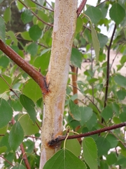 Betula platyphylla