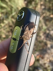 Piezogaster calcarator