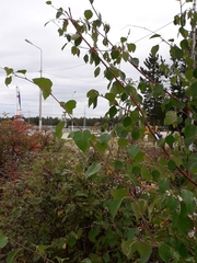 Betula platyphylla