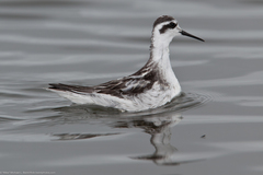Red-Necked Phalarope photo 6