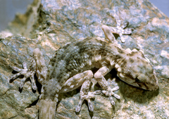 Tarentola boehmei