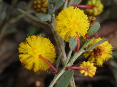 Acacia erinacea