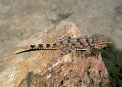 Tarentola deserti