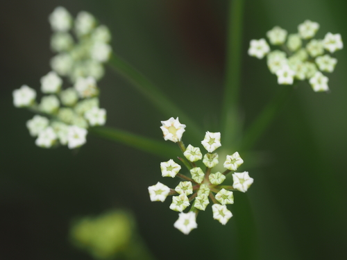 Pterygopleurum neurophyllum iNat (2)