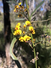 Daviesia corymbosa