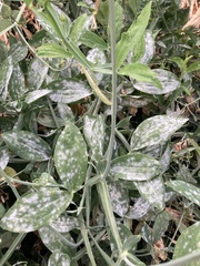 Erysiphe pisi
