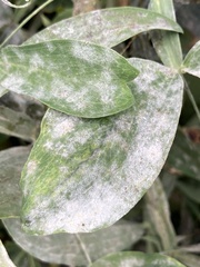 Erysiphe pisi