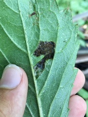 Phyllocnistis ampelopsiella