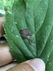 Phyllocnistis ampelopsiella