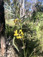 Daviesia corymbosa
