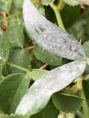 Erysiphe pisi