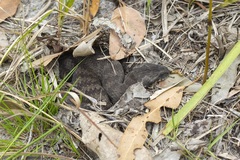 Acanthophis antarcticus