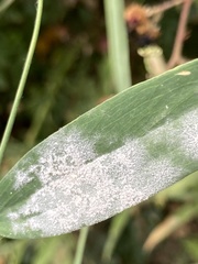 Erysiphe pisi