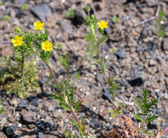 Potentilla conferta