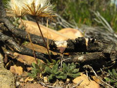 Roodebergia kitamurana