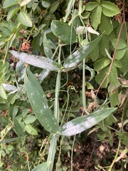Erysiphe pisi