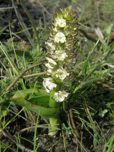 Wurmbea monopetala (Wurmbea monopetala)