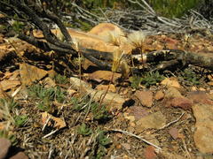Roodebergia kitamurana